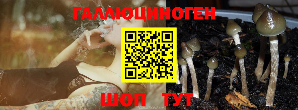 Галлюциногенные грибы Cubensis  Тверь  Псилоцибиновые грибы ЛСД 